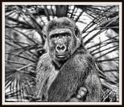 28th Nov 2013 - Gorilla Portrait 