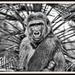 Gorilla Portrait  by joysfocus