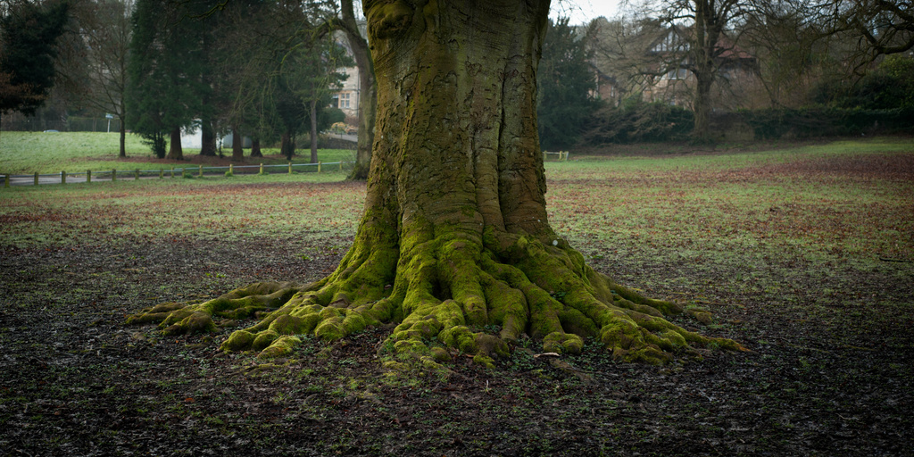 Roots by tracybeautychick