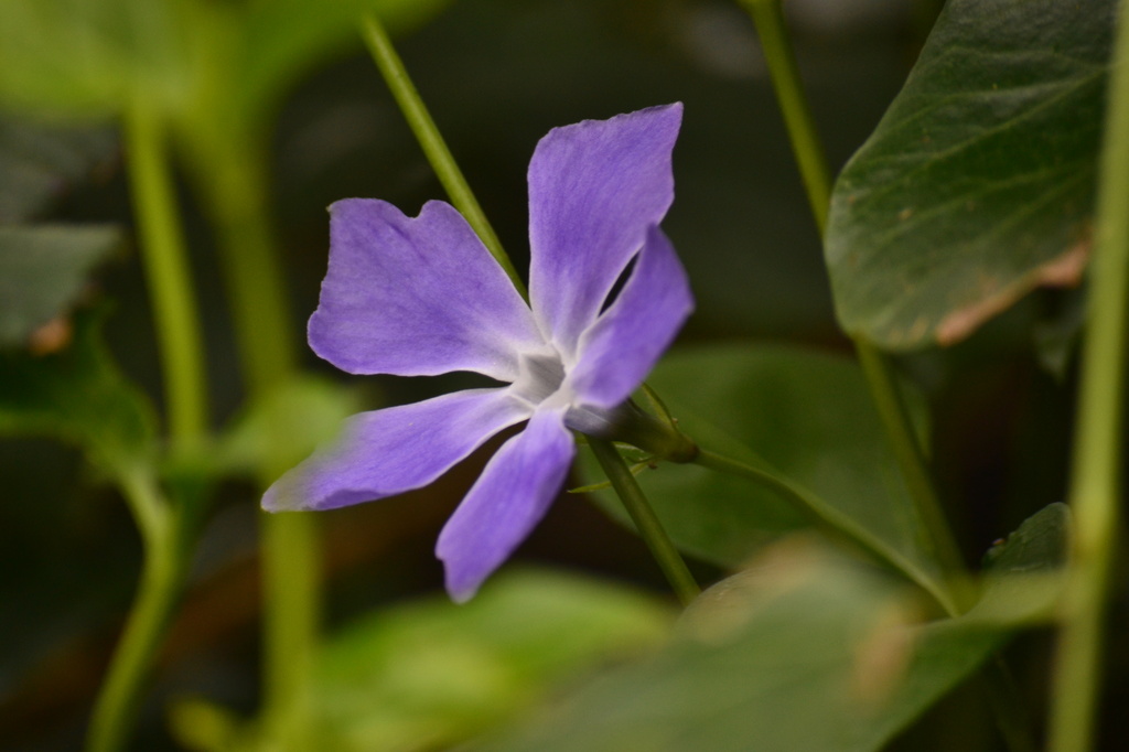 Blue flower of Periwinckle by ziggy77