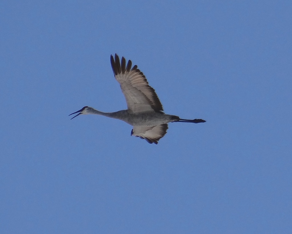 Sandhill Crane flyover by annepann