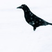 Snowbird by juletee