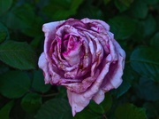 17th Mar 2014 - A Rose...