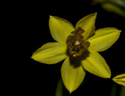 17th Mar 2014 - Daffodil