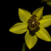 Daffodil by dakotakid35