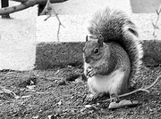 17th Mar 2014 - I've heard of a Harvard man, but a Harvard squirrel?