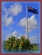 18th Mar 2014 - Flag & sunflowers