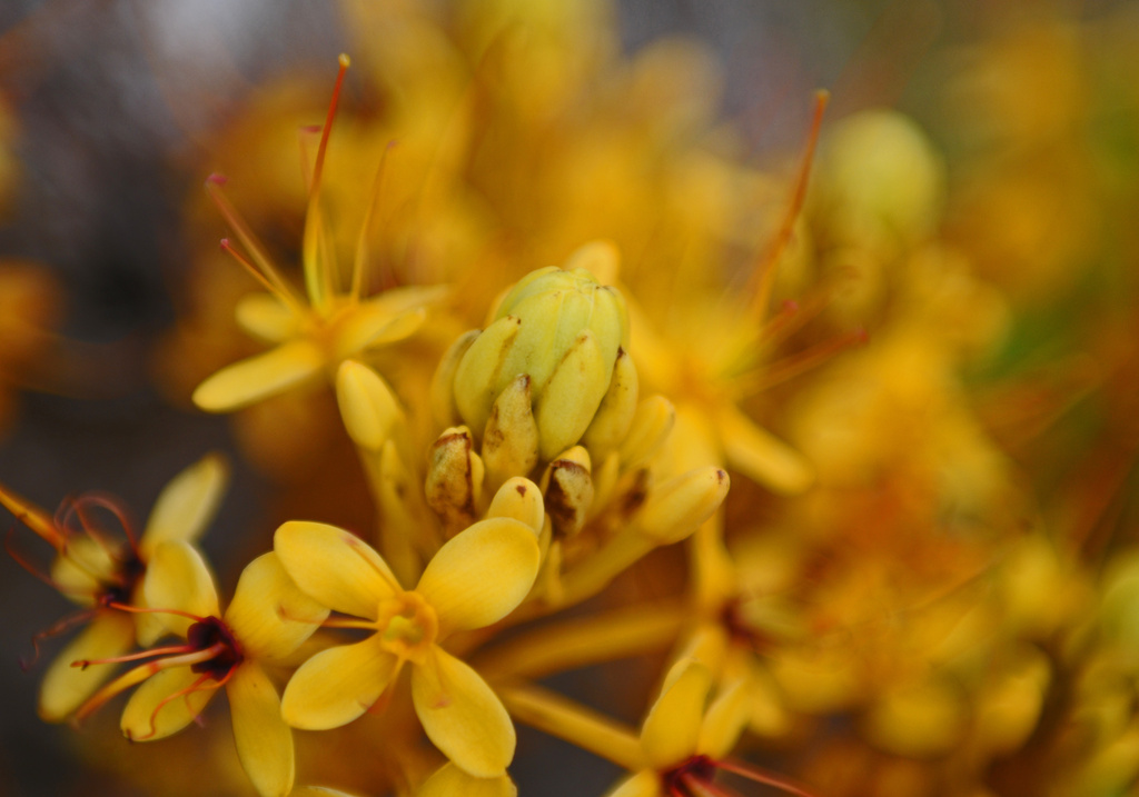 tree blossom by ianjb21