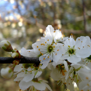 18th Mar 2014 - blossom
