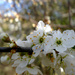 blossom by newbank