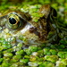 WEEDY FROG  by markp