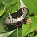 Orchard Butterfly - female by leestevo