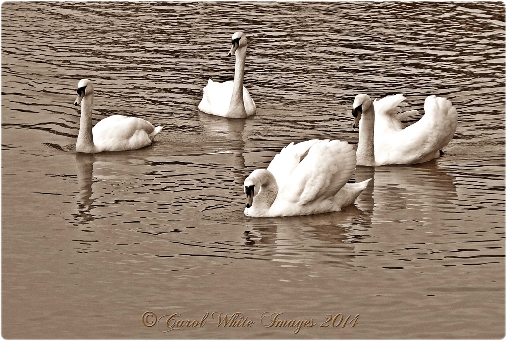 Swan Lake by carolmw