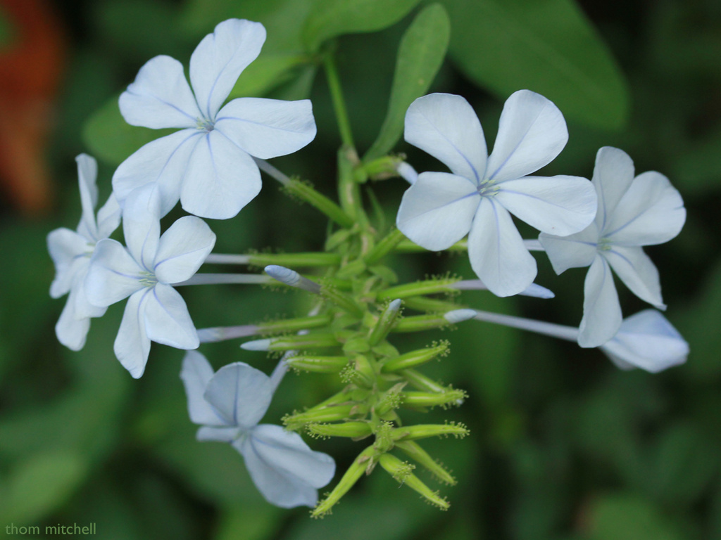 Plumbago auriculata (‘Cape leadwort’) by rhoing