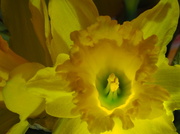 18th Mar 2014 - Golden Daffodils
