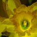 Golden Daffodils by tosee