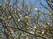 18th Mar 2014 - Horse chestnut tree coming into bloom