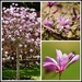 Magnolia by rosiekind