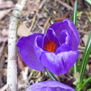 8th Mar 2014 - Another crocus