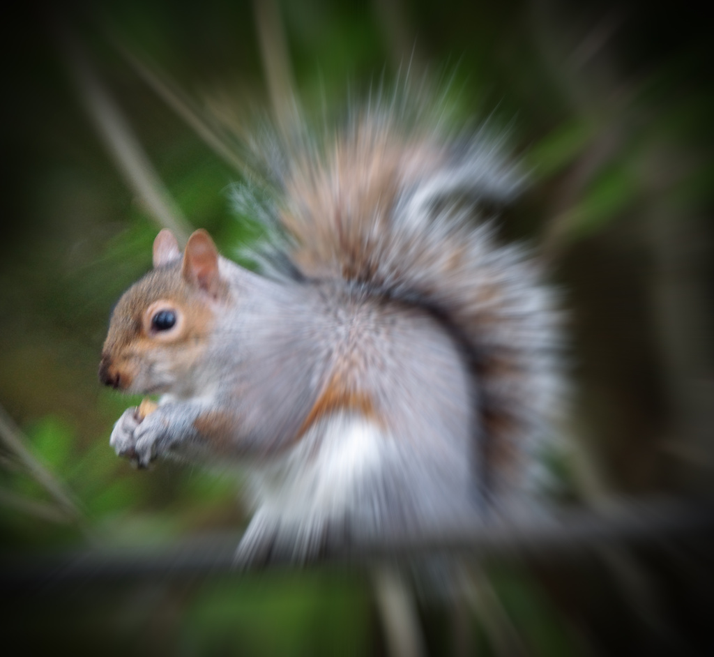 Spiky Squirrel by pcoulson