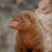 Mongoose  by philbacon