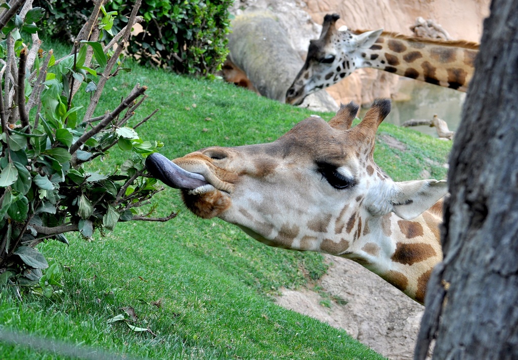 Giraffe  by philbacon
