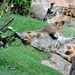 Giraffe  by philbacon