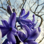 17th Mar 2014 - Hyacinths ....