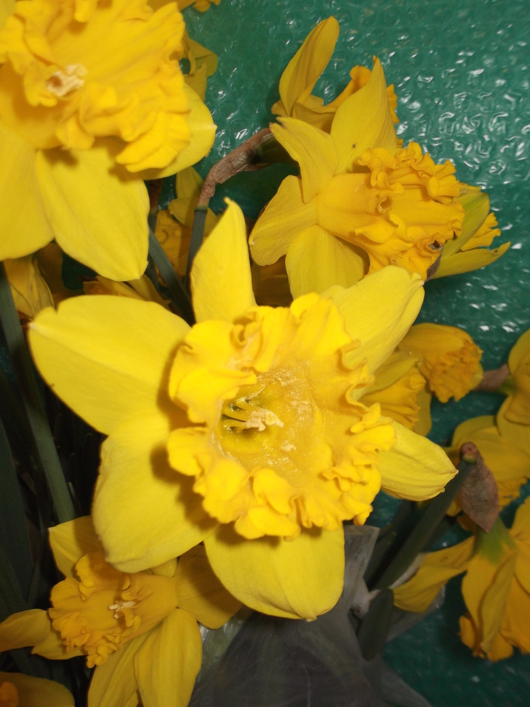 A Host Of Golden Daffodils by plainjaneandnononsense