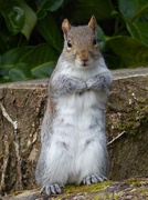 18th Mar 2014 - Grey Squirrel