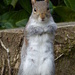 Grey Squirrel by susiemc