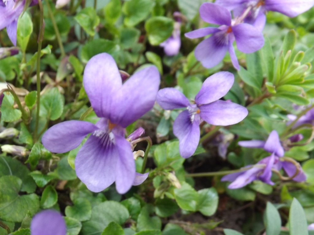 Shrinking Violets by plainjaneandnononsense