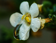17th Mar 2014 - (Day 32) - Crying Bacopa