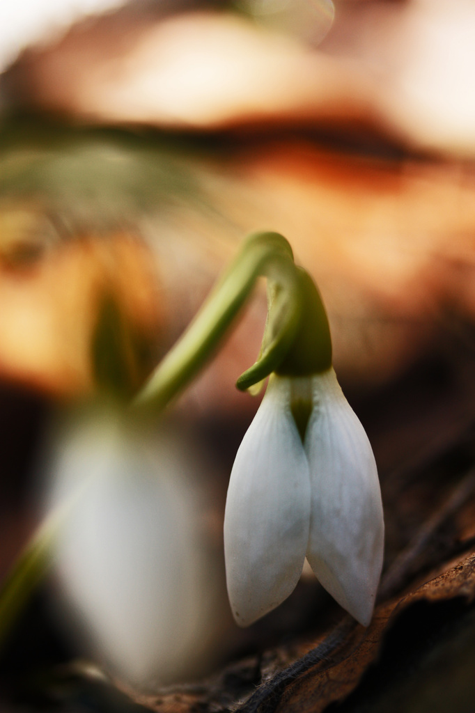 The First Snowdrop! by mzzhope