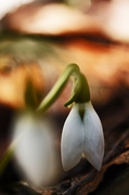18th Mar 2014 - The First Snowdrop!