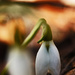 The First Snowdrop! by mzzhope
