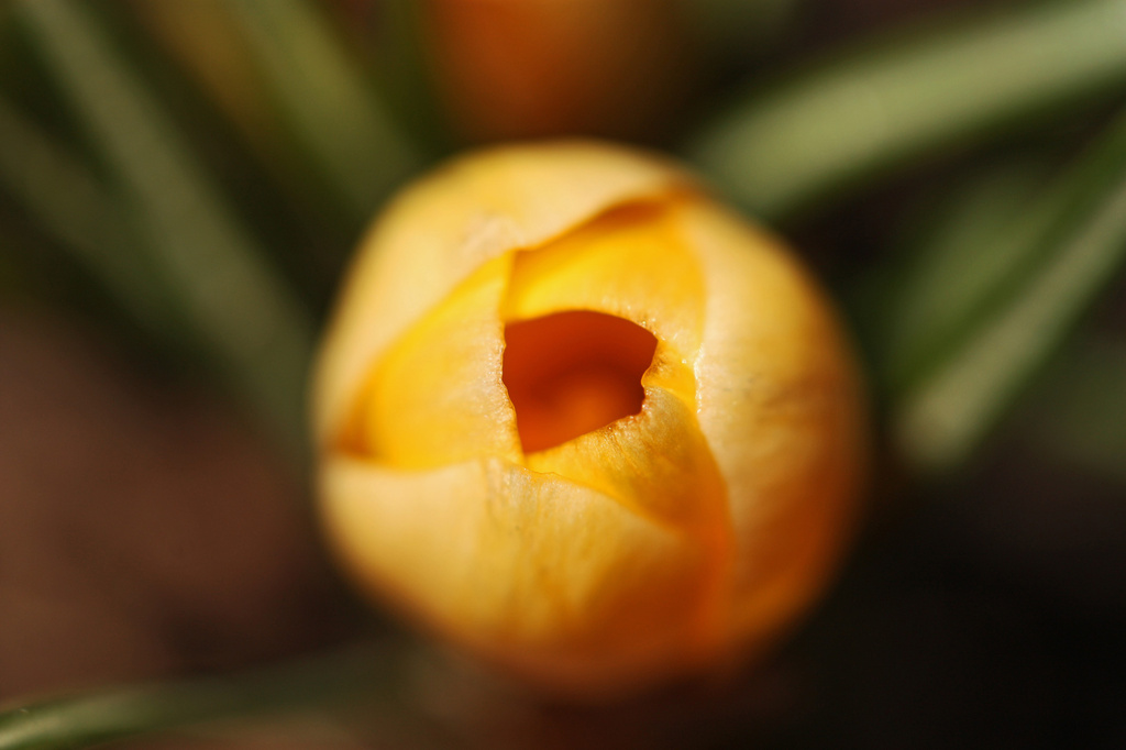 The First Crocus! by mzzhope