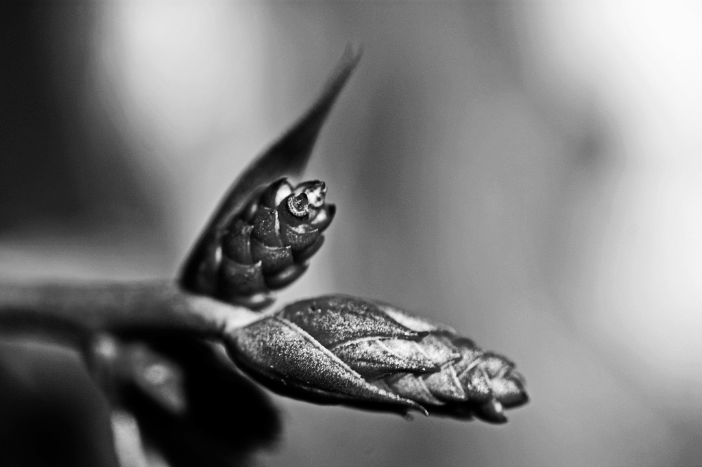 Buds in Black and White by mzzhope