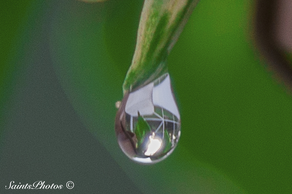 Dew Drop by stcyr1up