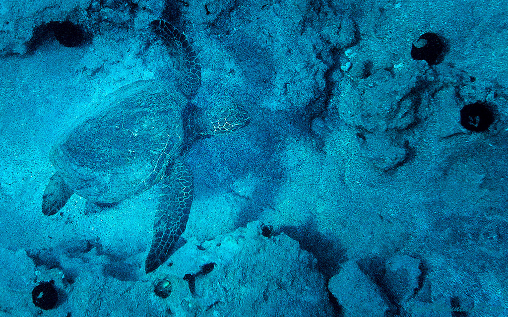 Sea-Turtle by jgpittenger