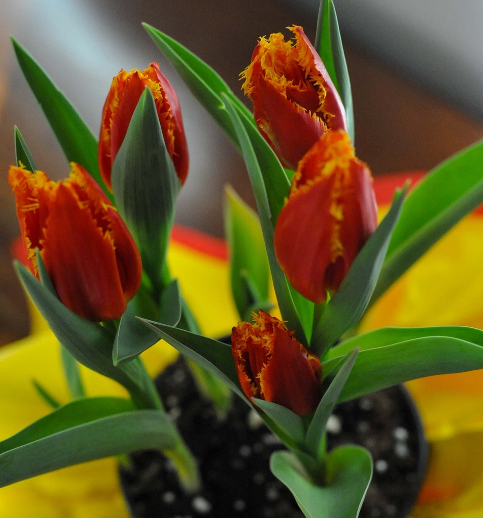 Tulip Tuesday by loweygrace