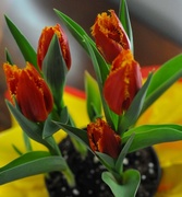18th Mar 2014 - Tulip Tuesday