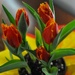 Tulip Tuesday by loweygrace