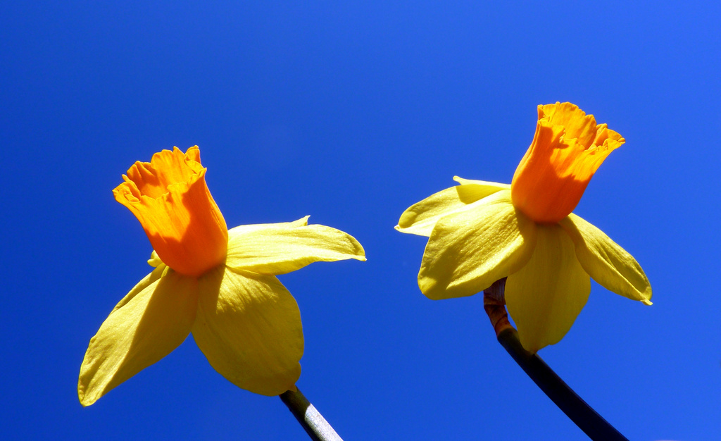 Daffs against the Sky by phil_howcroft