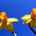 Daffs against the Sky by phil_howcroft