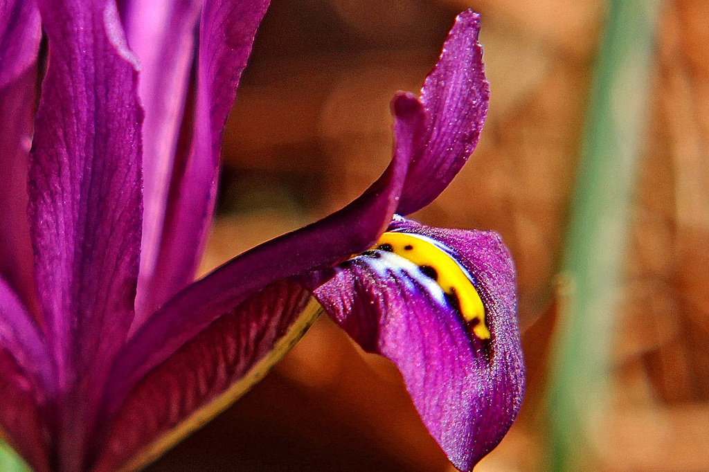 French Iris by milaniet