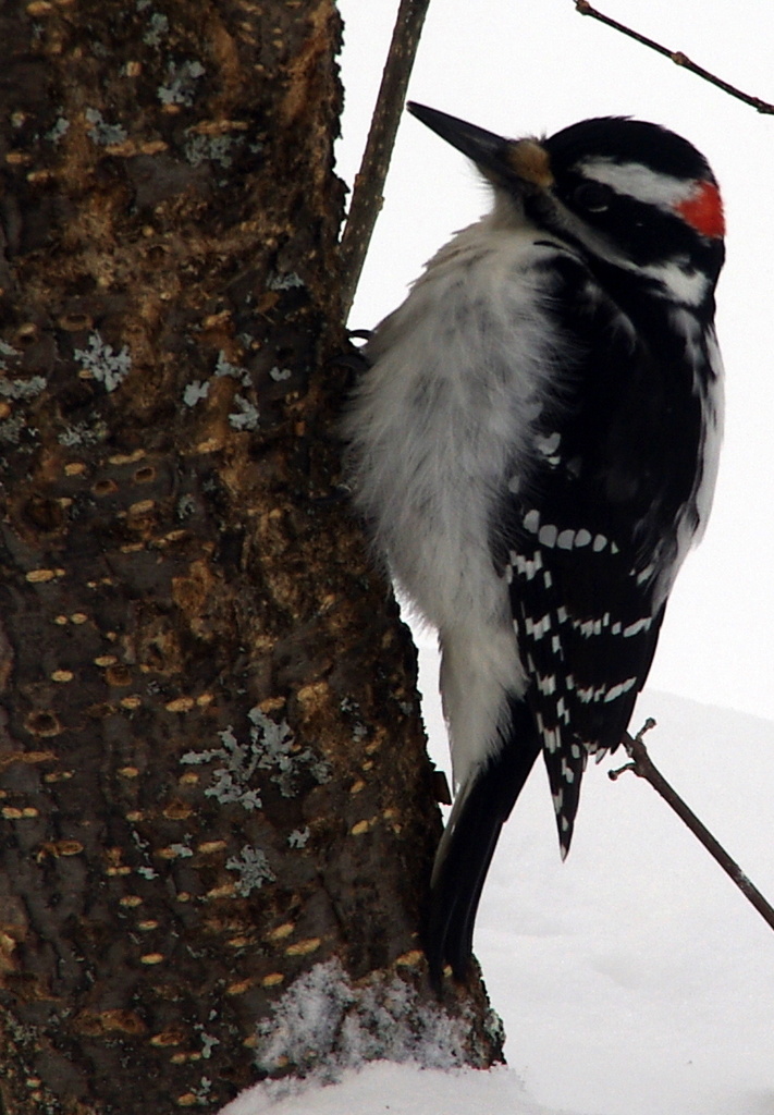 Hairy Woodpecker  by radiogirl