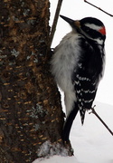 19th Mar 2014 - Hairy Woodpecker 