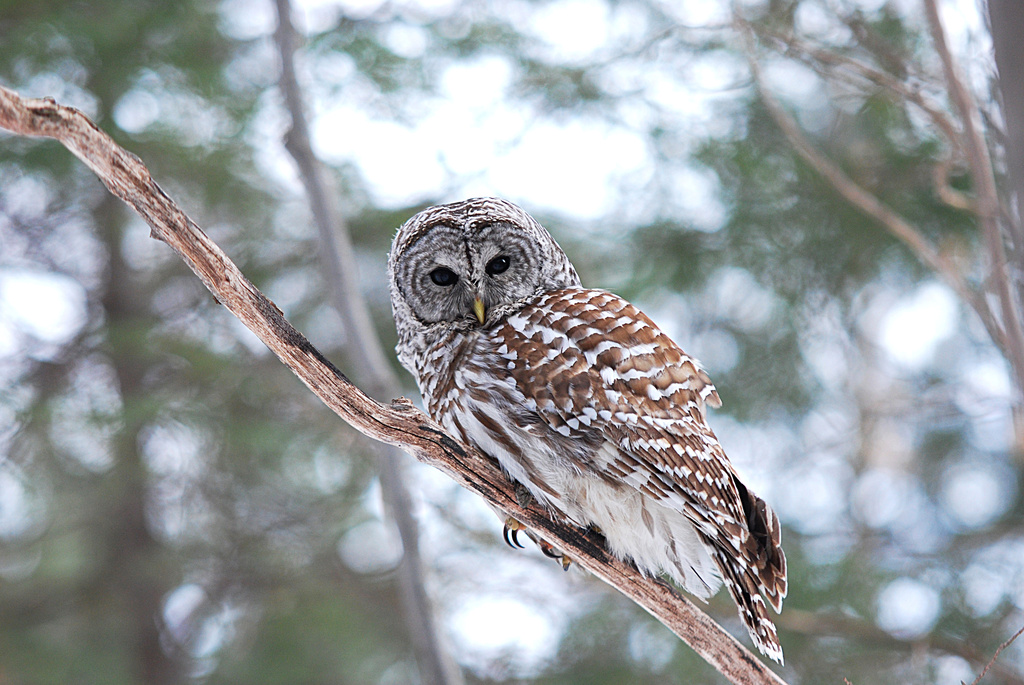 Amazing Barred Owl! by fayefaye