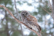 18th Mar 2014 - Amazing Barred Owl!